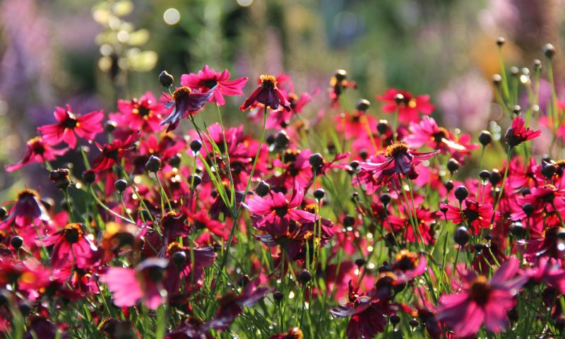 Coreopsis verticillata ruby red