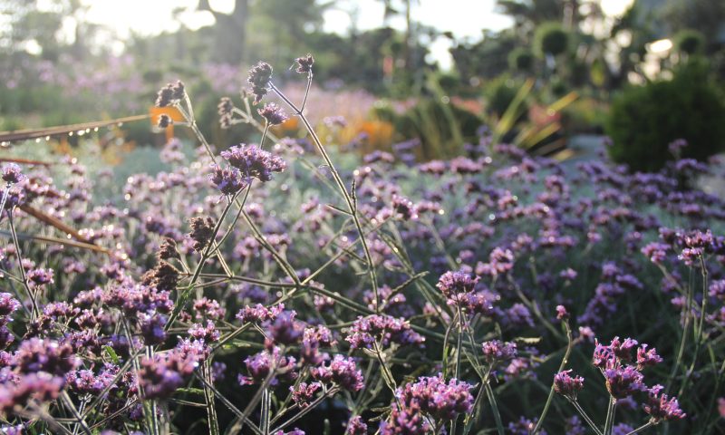 Verbena bonariensis