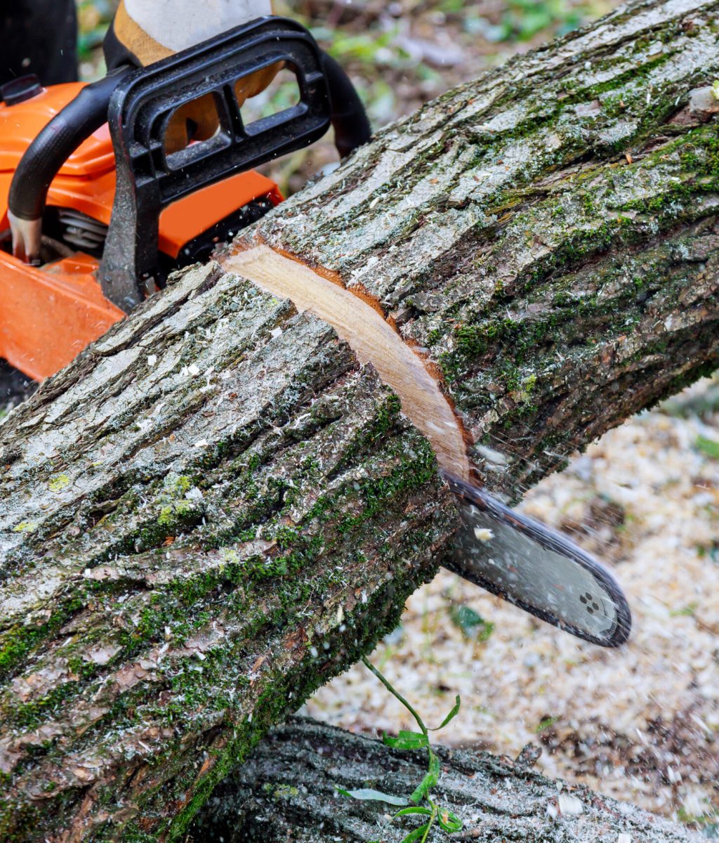 Ecological disaster as result of tornado in the aftermath of hurricane, tree fell in the broke a tree with a was cut chainsaw