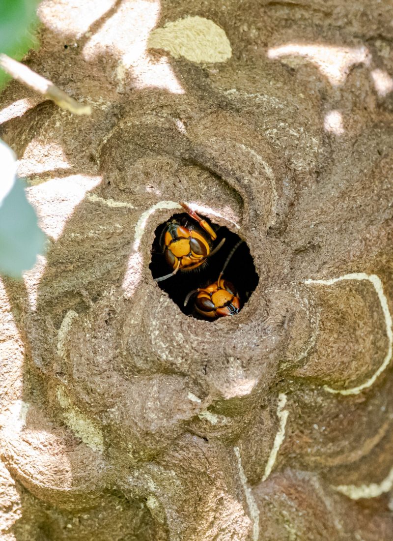 A closeup shot of Japanese Giant Hornets in their nest in Japan